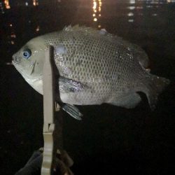 アジング 練習 145  南港のグレ