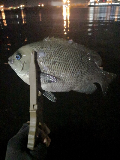 アジング 練習 145  南港のグレ