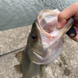 朝は魚釣り園、夕方から川
