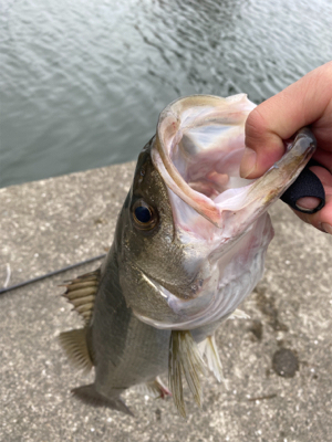 朝は魚釣り園、夕方から川