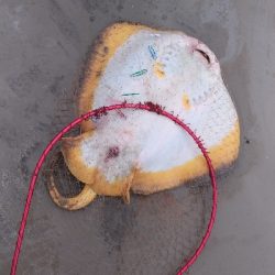 5/17釣果アナゴチヌグレ小サバエイボラガシラ