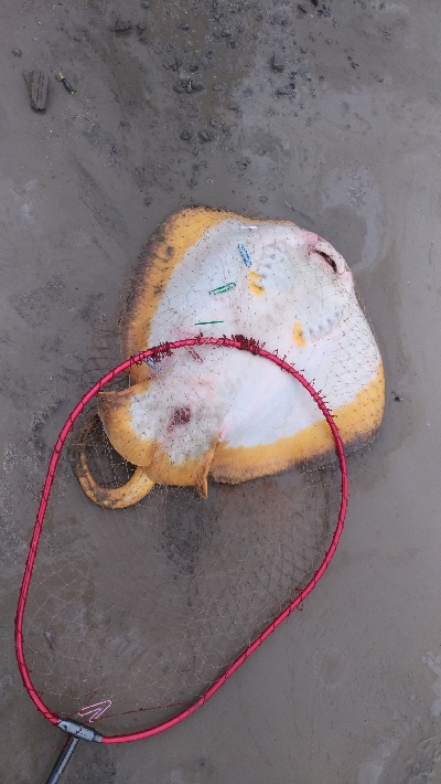 5/17釣果アナゴチヌグレ小サバエイボラガシラ