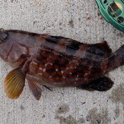 ちっちゃなキジハタ