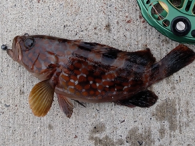 ちっちゃなキジハタ