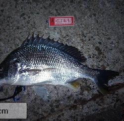 今年初の釣果？