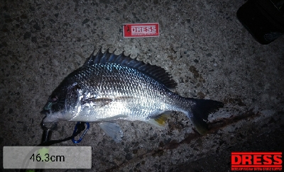 今年初の釣果？