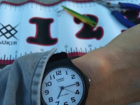 シーバスとボラ