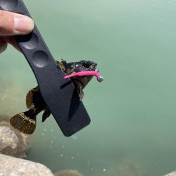 せんなん里海公園カサゴ