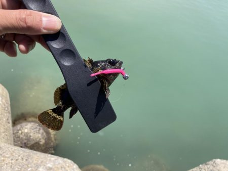 せんなん里海公園カサゴ