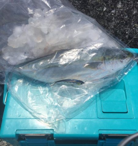 今年初青物❗️…