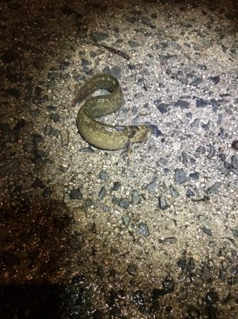 狙い通りのカサゴ