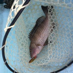 県南沖で小サバ祭り