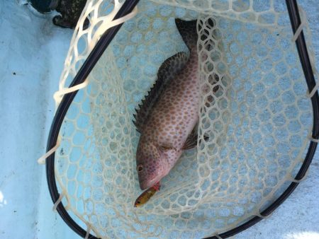 県南沖で小サバ祭り