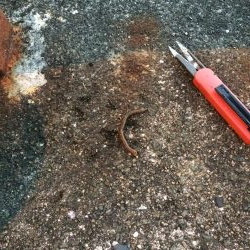 淀川のウナギ釣りパート4