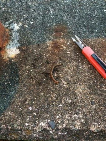 淀川のウナギ釣りパート4