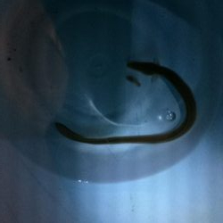 淀川のウナギ釣りパート6