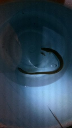 淀川のウナギ釣りパート6