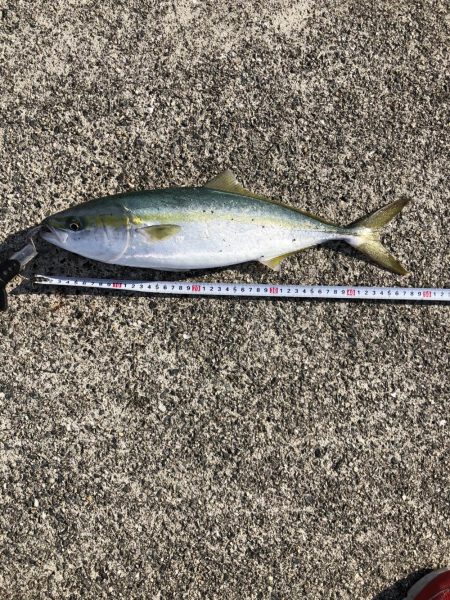 ハマチ回ってます