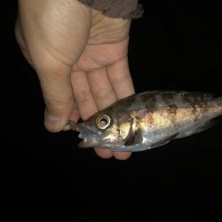 ガシライトゲーム