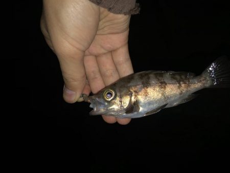 ガシライトゲーム