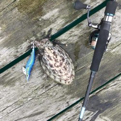 初親イカ＋キロアップ