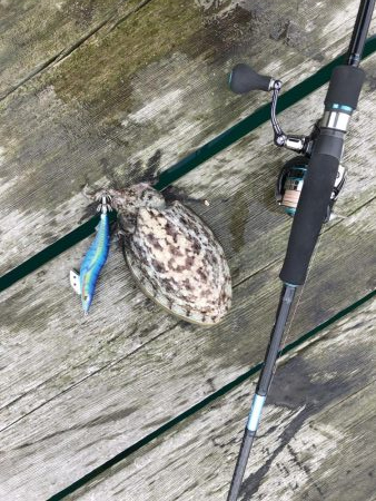 初親イカ＋キロアップ