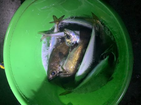 メバリングアジング