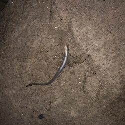 ビッグなゲスト