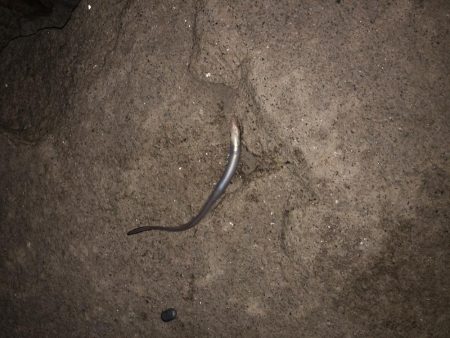 ビッグなゲスト