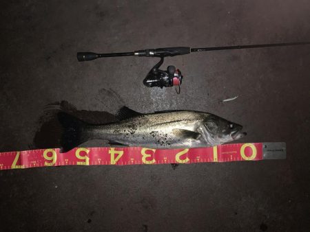 ライトゲームは楽しい♪がショアジギも・・・…