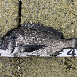 イチノ兄弟、釣果！