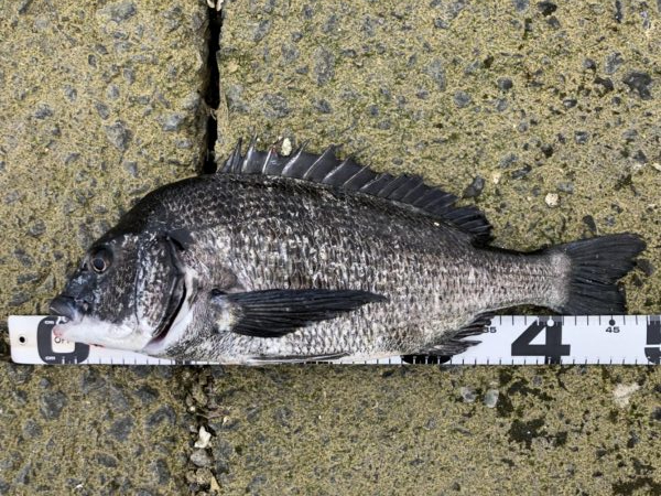 イチノ兄弟、釣果！