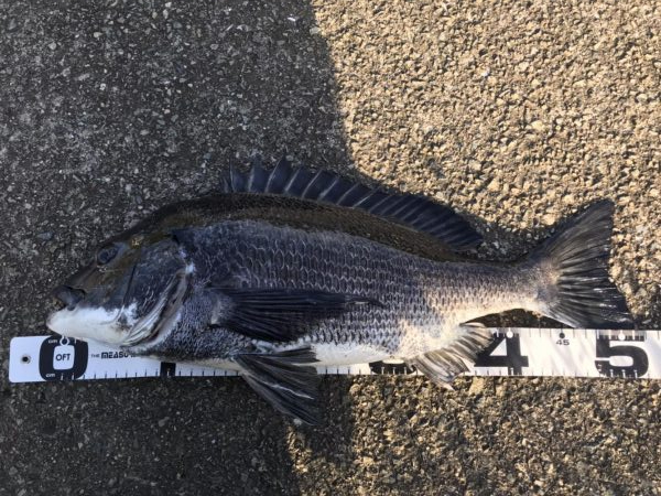 イチノ兄弟、釣果!