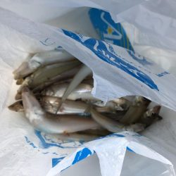 サーフフィッシング