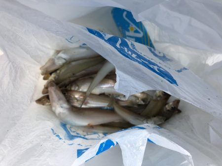 サーフフィッシング