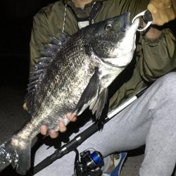 シーバス最終バチ調査