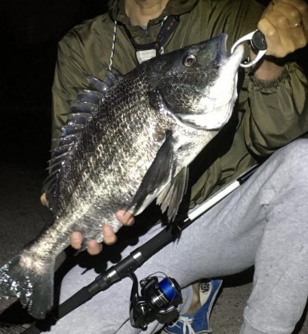 シーバス最終バチ調査