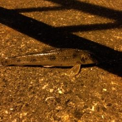 ウナギ釣りパート7