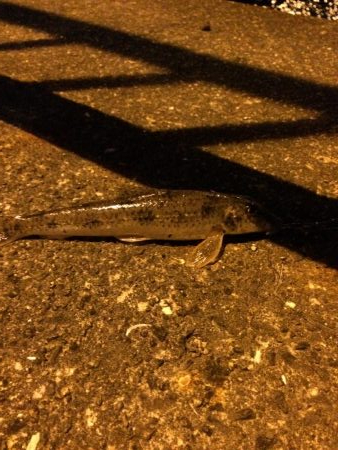 ウナギ釣りパート7