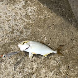 サーフフィッシングの釣果