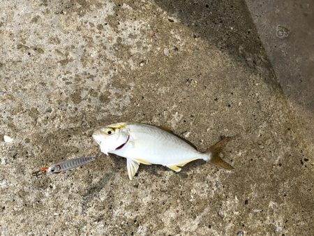 サーフフィッシングの釣果