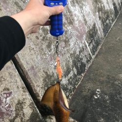 今年初エギングで!!