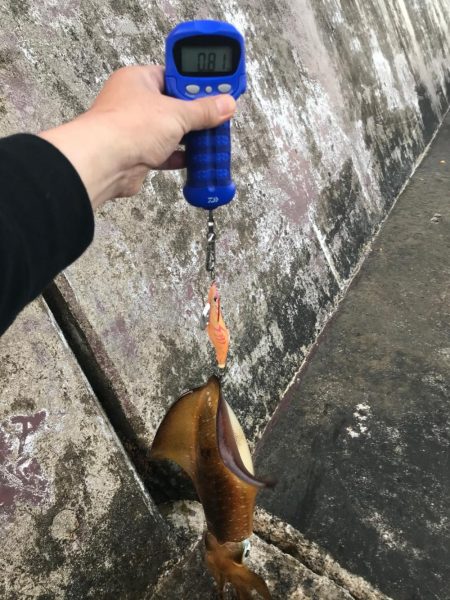 今年初エギングで!!