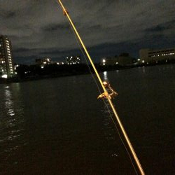 淀川のウナギパート3