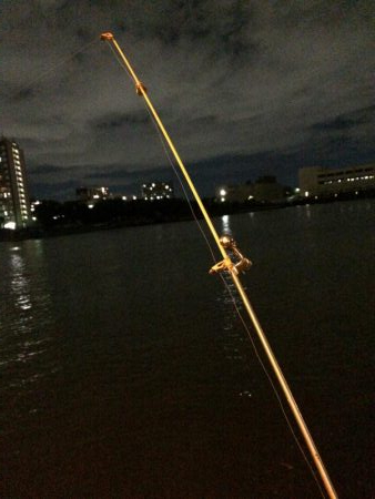 淀川のウナギパート3