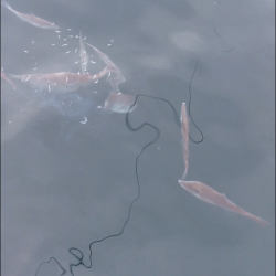 牟岐沖でかけ釣り