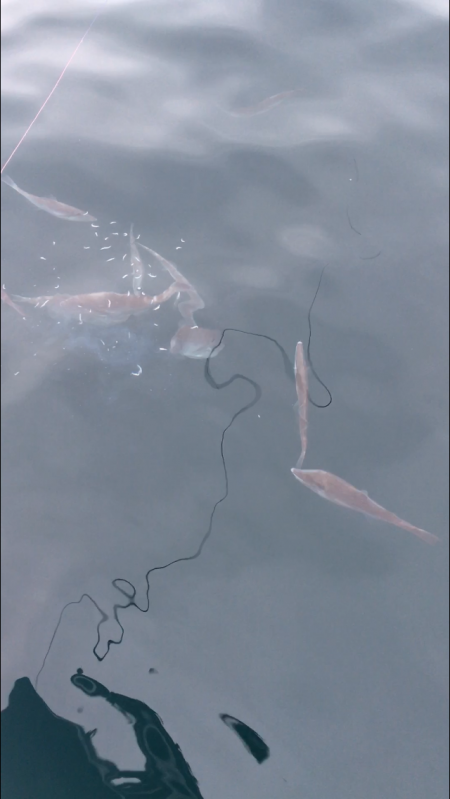 牟岐沖でかけ釣り