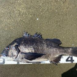 イチノ兄弟、釣果！