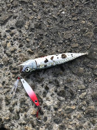 せっかくのタモが…。