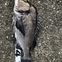 イチノ兄弟、釣果!